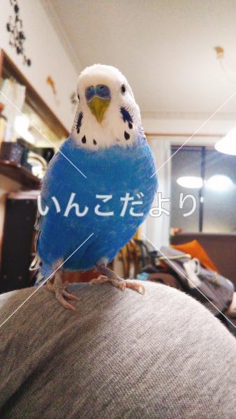 迷い鳥の写真