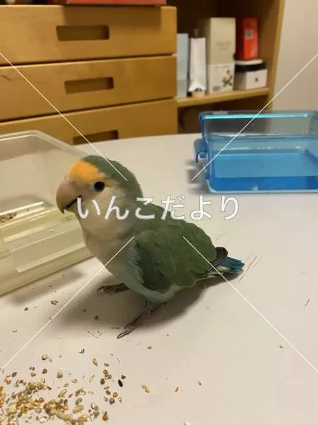保護鳥の写真