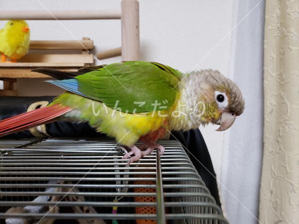 迷い鳥の写真