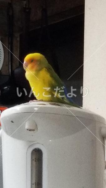 迷い鳥の写真