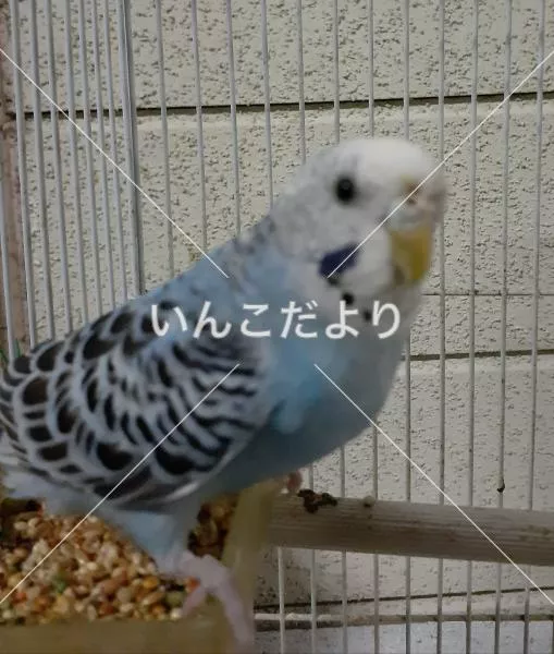 保護鳥の写真