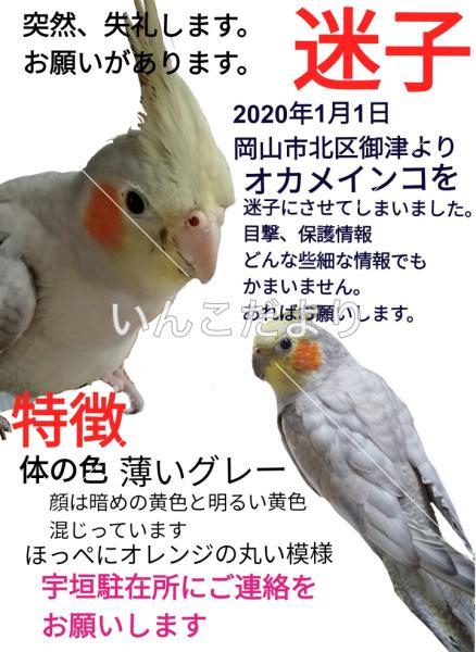 迷い鳥の写真