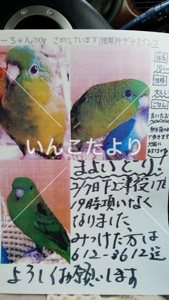 迷い鳥の写真