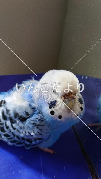 迷い鳥の写真