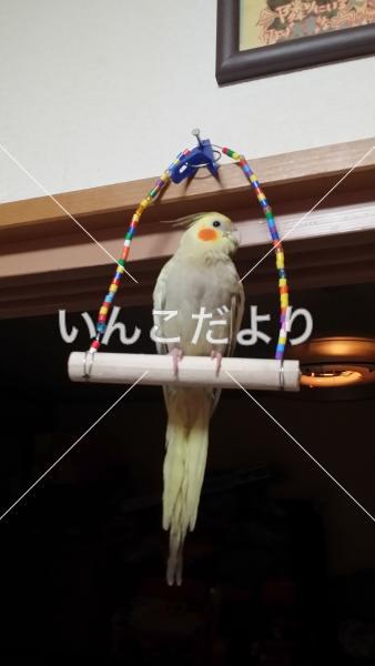 迷い鳥の写真