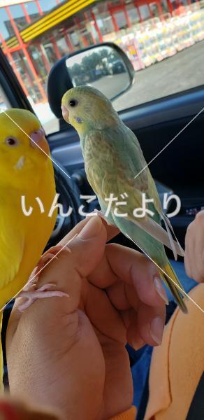 迷い鳥の写真