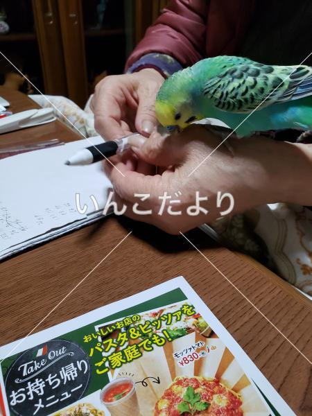 迷い鳥の写真