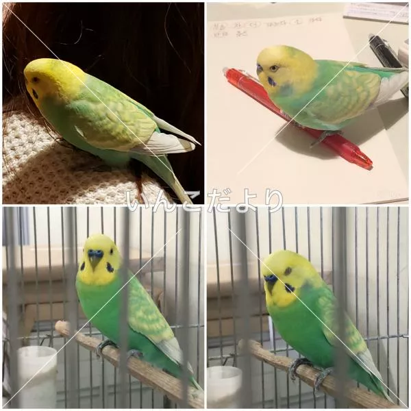 保護鳥の写真