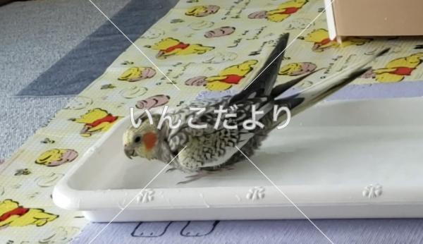 迷い鳥の写真