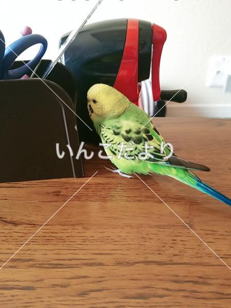 迷い鳥の写真