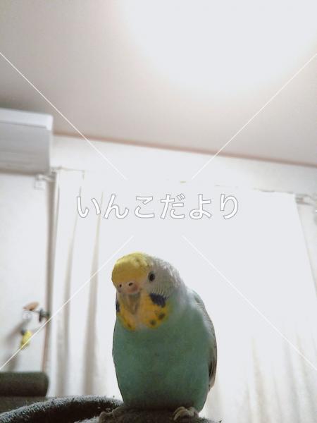 迷い鳥の写真