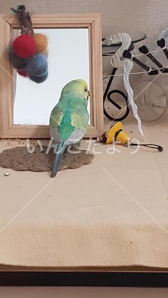 迷い鳥の写真