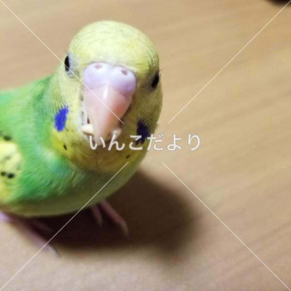 迷い鳥の写真