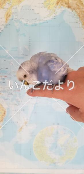 保護鳥の写真