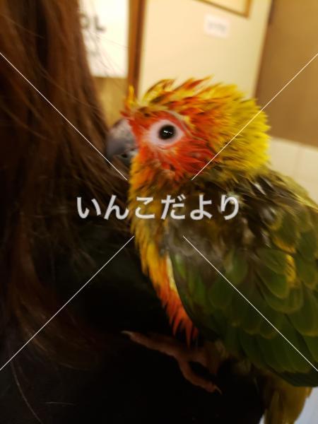 迷い鳥の写真