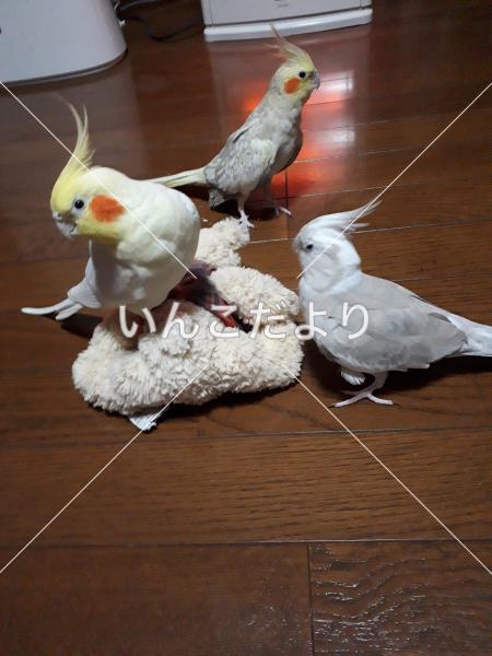 迷い鳥の写真