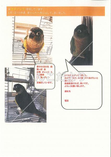 迷い鳥の写真