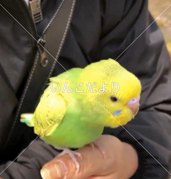 保護鳥の写真