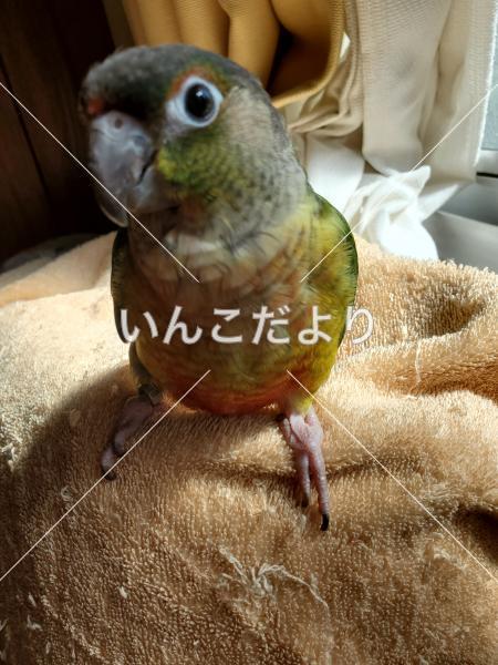 迷い鳥の写真