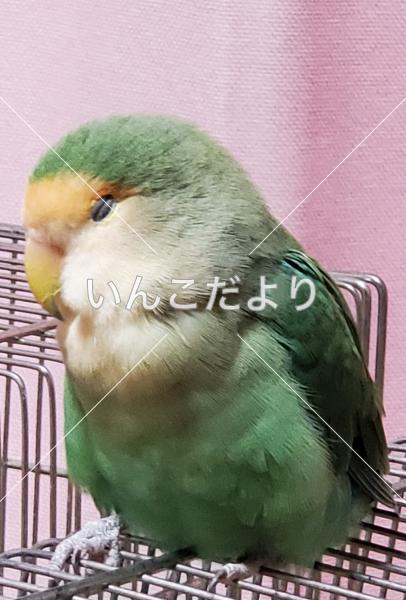 迷い鳥の写真
