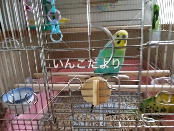 迷い鳥の写真