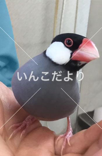 保護鳥の写真