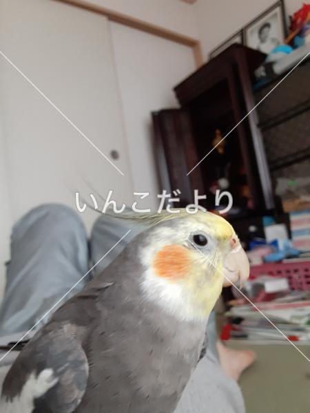 迷い鳥の写真