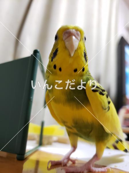 迷い鳥の写真