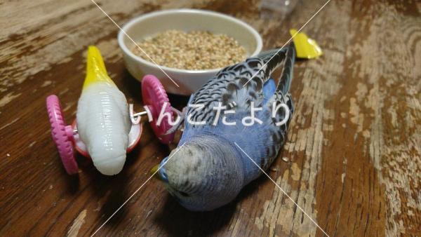 迷い鳥の写真