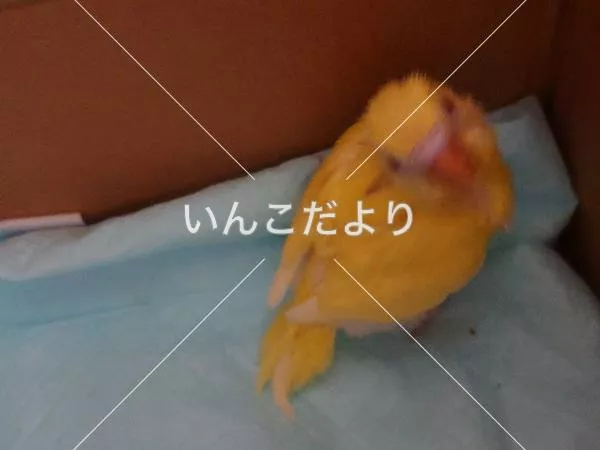 保護鳥の写真