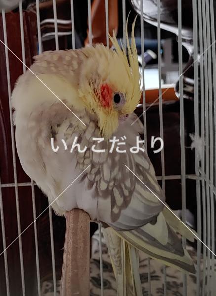 迷い鳥の写真