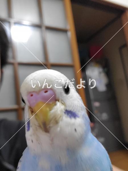 迷い鳥の写真