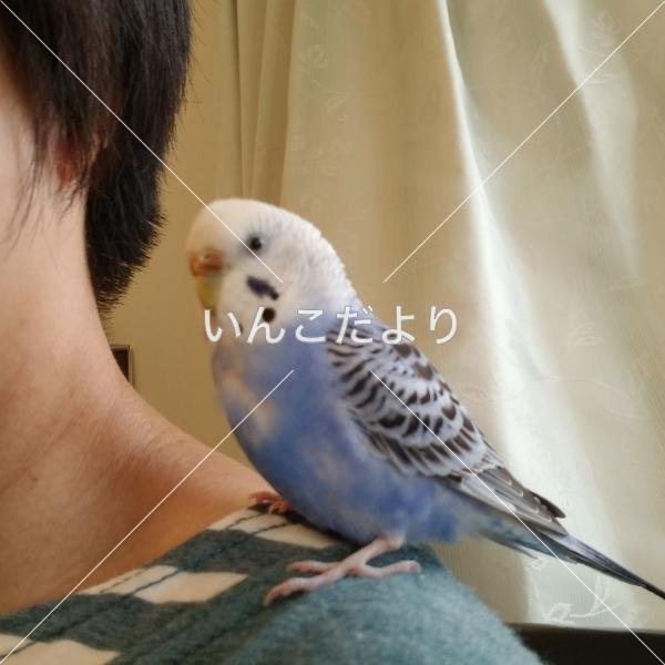 迷い鳥の写真