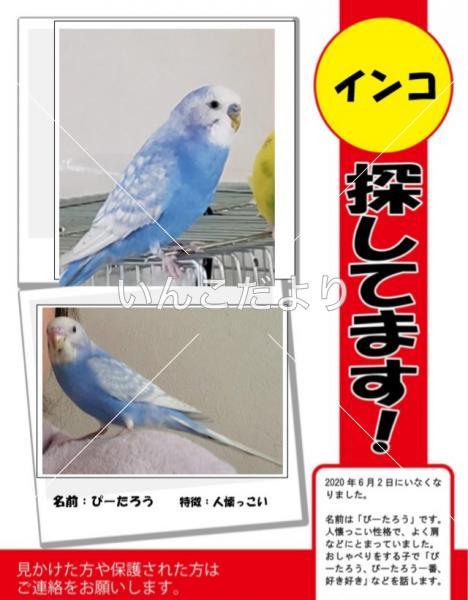 迷い鳥の写真