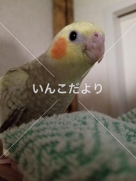 迷い鳥の写真