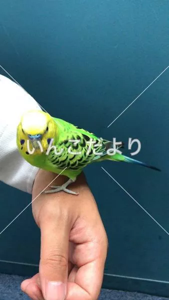 保護鳥の写真