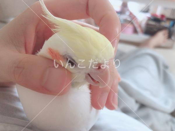 迷い鳥の写真