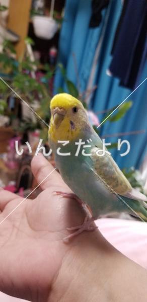 迷い鳥の写真