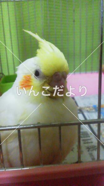 迷い鳥の写真