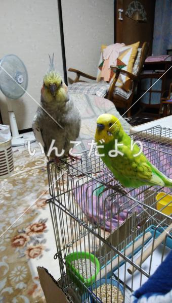 迷い鳥の写真