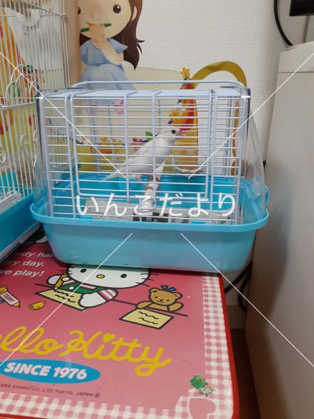 保護鳥の写真