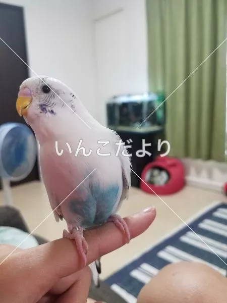 迷い鳥の写真
