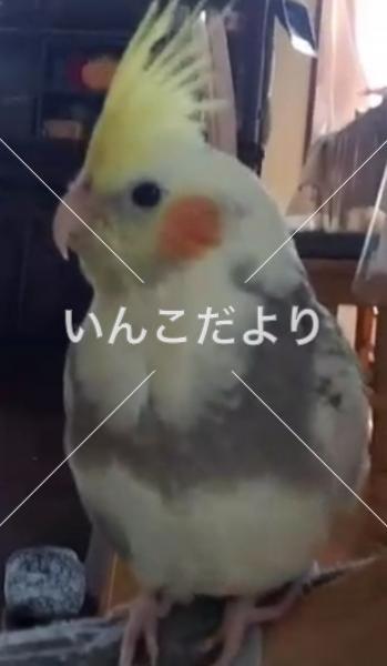 迷い鳥の写真