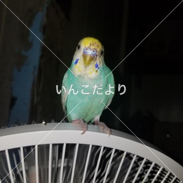 迷い鳥の写真