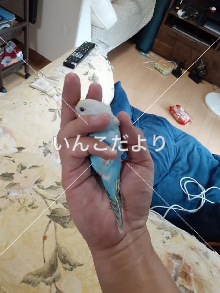 迷い鳥の写真