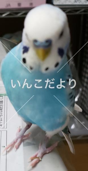 迷い鳥の写真