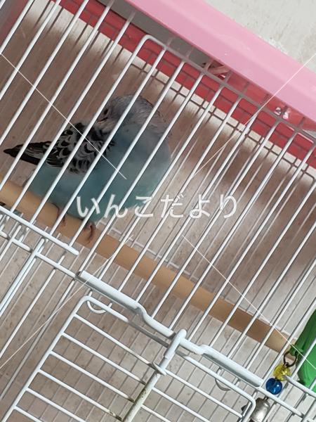 迷い鳥の写真