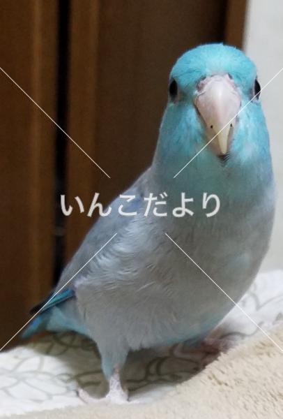 迷い鳥の写真