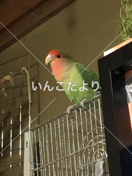 迷い鳥の写真