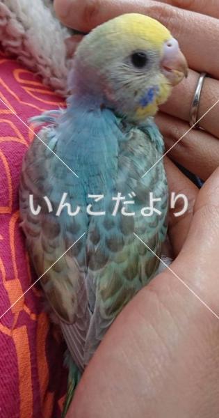迷い鳥の写真